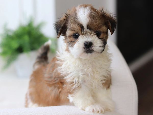 black shichon puppies